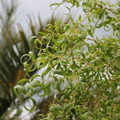 Curly Willow leaves