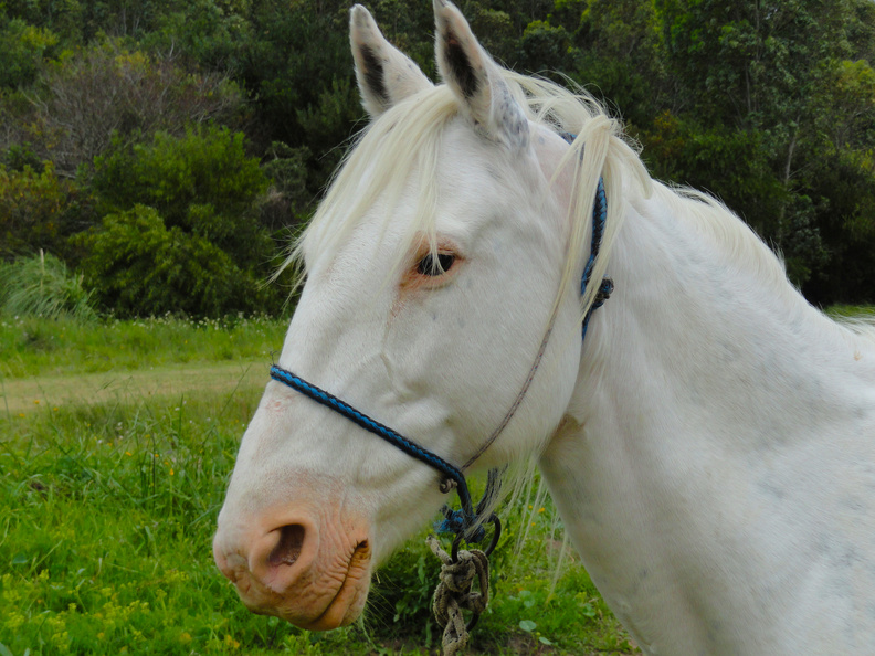 a happy white horse.JPG
