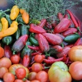 Heirloom Peppers and Tomatoes and Thyme.JPG