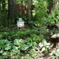 Our Two Bee Hives.JPG