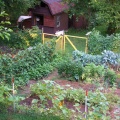 Vegetable Garden in Summer.JPG
