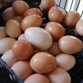 Brown Eggs.JPG