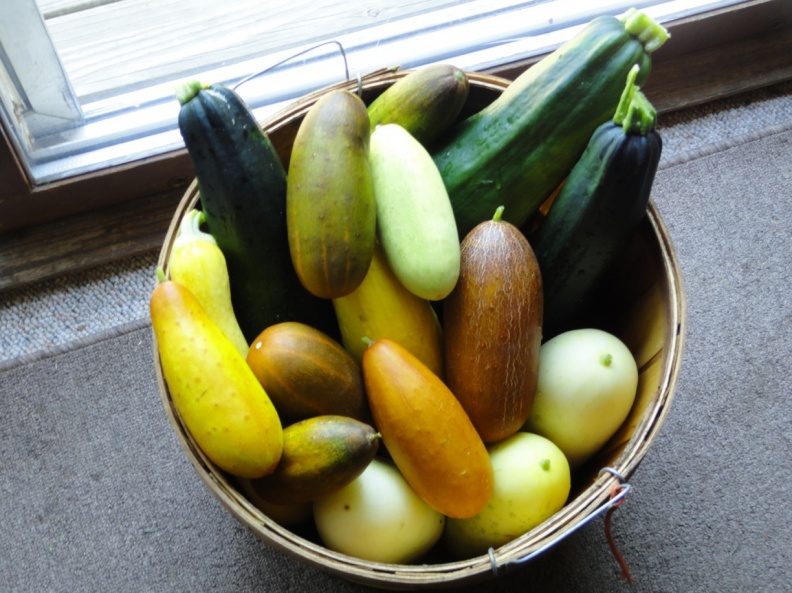 Heirloom Cucumbers.JPG