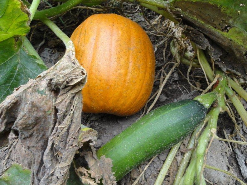 Autumn-Pumpkins-Zucchinis-2011.jpg