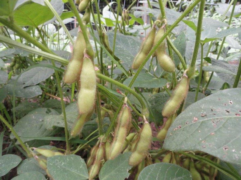 Organic-Soy-Beans.jpg