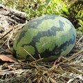 Organic-Watermellon-Patch-2011-004