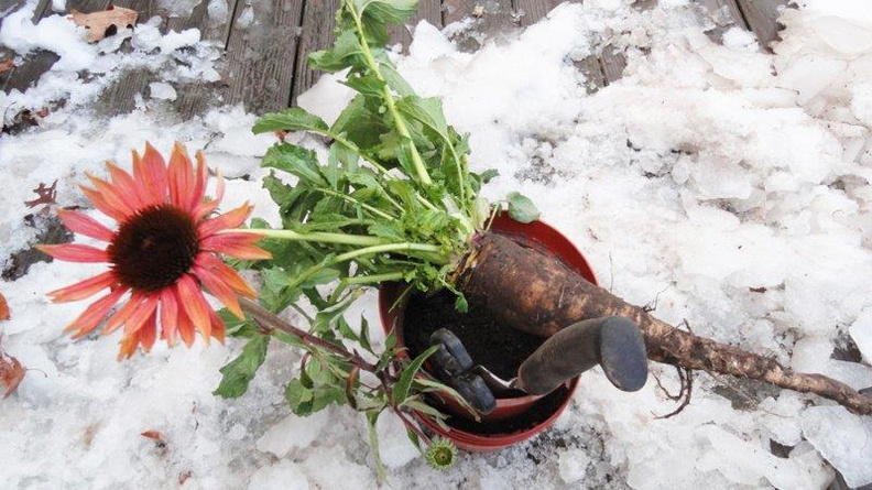 Turnip-Echinacea-December-2011.jpg