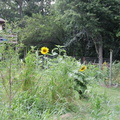 New-Apple-Tree-and-Sunflowers