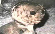 The Ascoli Picino Alien