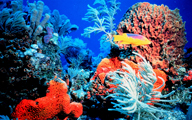 Underwater Meditation