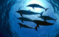 Dolphin Love Meditation