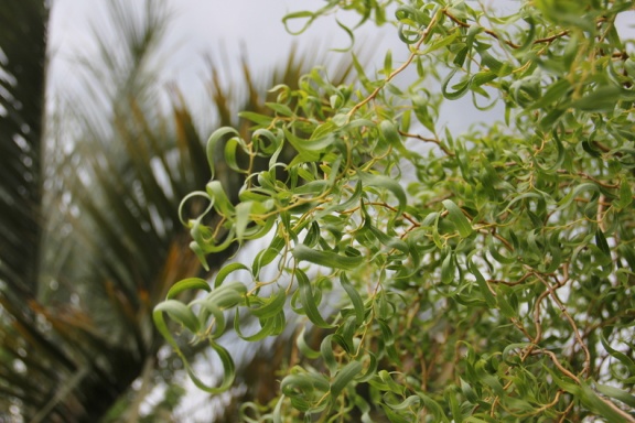 Curly Willow leaves