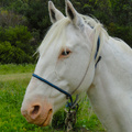 a happy white horse