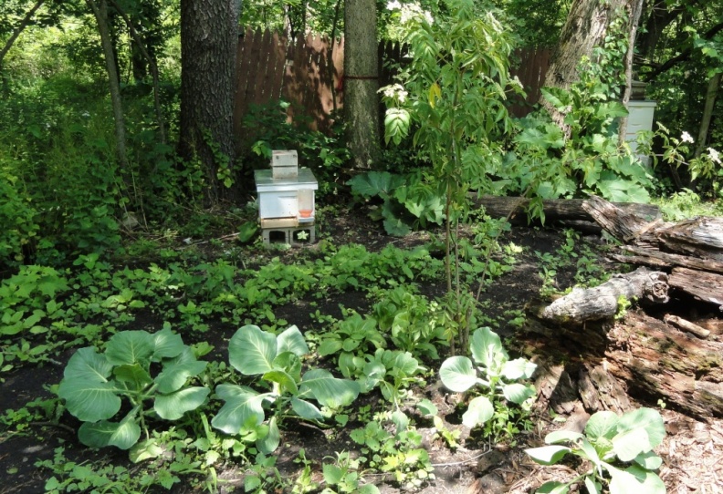 Our Two Bee Hives.JPG