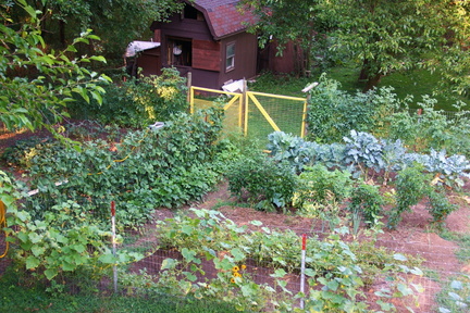 Vegetable Garden in Summer