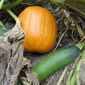 Autumn-Pumpkins-Zucchinis-2011