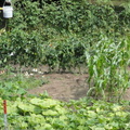 Back-Garden-2011-001
