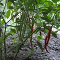 Chinese-Hot-Peppers-2011-001