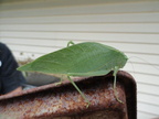 Cool-Leaf-Bug-2011