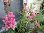 Flower Garden-2011-005