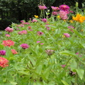 Flower-Garden-2011-006