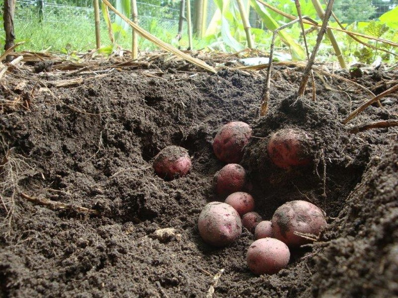 Organic-Potatoes.jpg