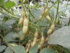 Organic-Soy-Beans