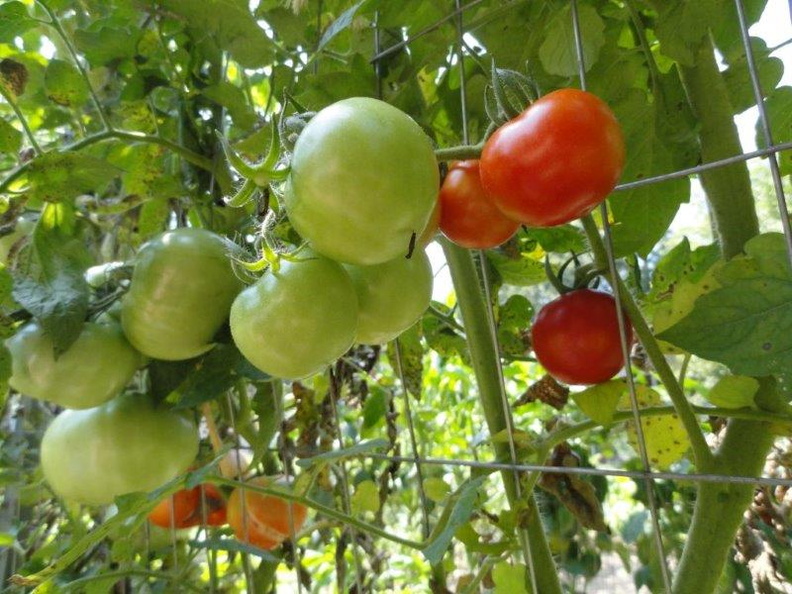 Organic-Tomatoes-001.jpg