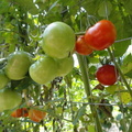 Organic-Tomatoes-001