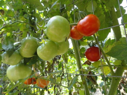 Organic-Tomatoes-001