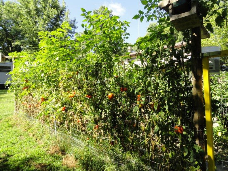 Organic-Tomatoes-002.jpg