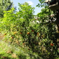 Organic-Tomatoes-002