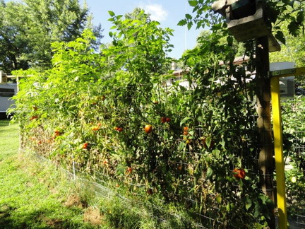 Organic-Tomatoes-002