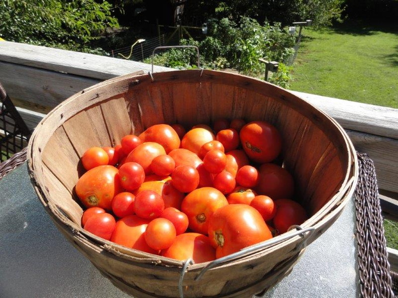 Organic-Tomatoes-003.jpg