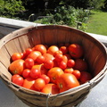 Organic-Tomatoes-003