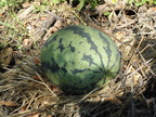 Organic-Watermellon-Patch-2011-003