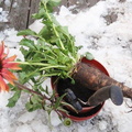 Turnip-Echinacea-December-2011