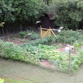 Veggie-Garden-2011