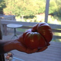 Giant-Heirloom-Tomatoe
