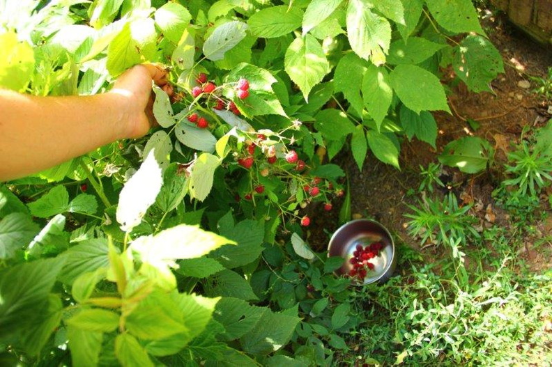 Harvesting-Organic-Raspberries.jpg