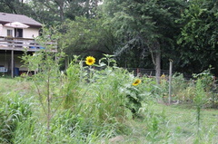 New-Apple-Tree-and-Sunflowers