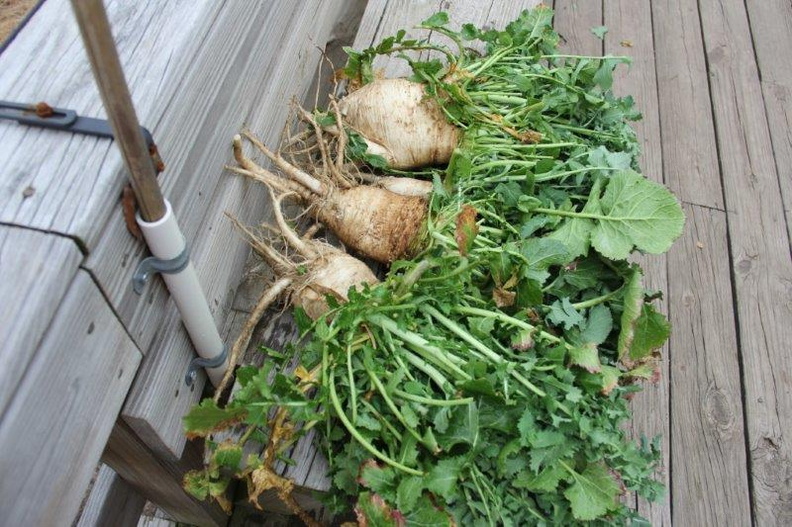 Organic-Turnips.jpg