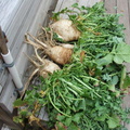 Organic-Turnips
