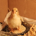 Our-First-Hatchling
