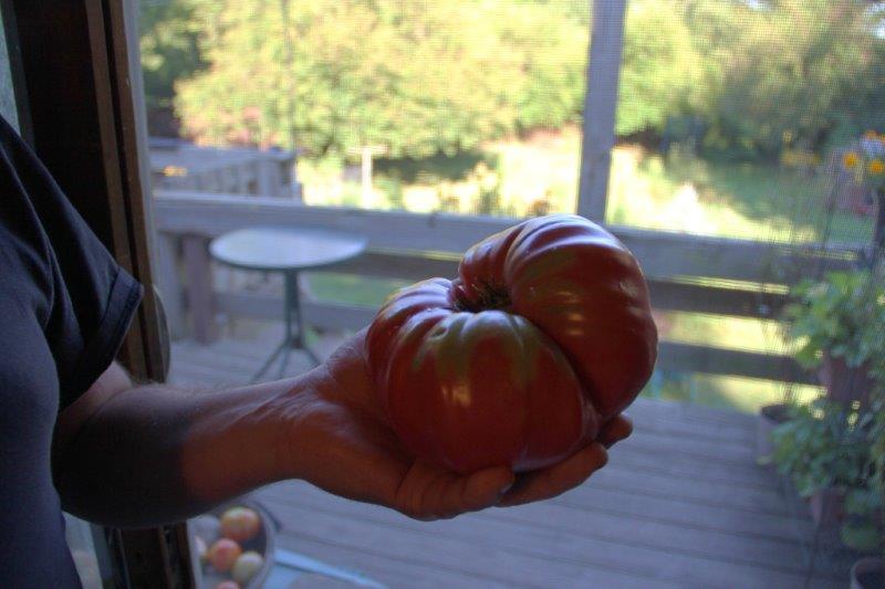 Giant-Heirloom-Tomatoe