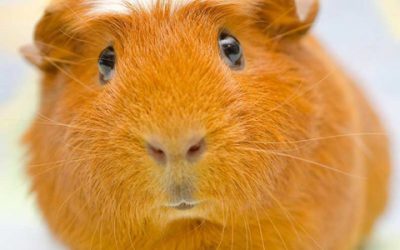 Only One Species Still Living In East Palestine Ohio…The Guinea Pig