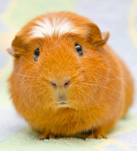 Only One Species Still Living In East Palestine Ohio…The Guinea Pig